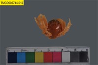 藏品(短指和尚蟹)的圖片